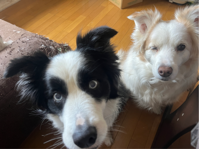 小原さんが飼っているアシュレイ（犬）