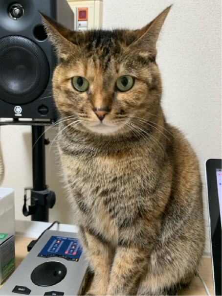 月岡さんが飼っているみみこ（猫）