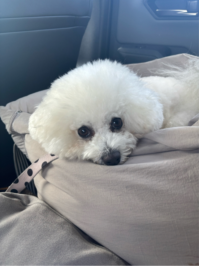 木田さんが飼っているくうちゃん（犬）
