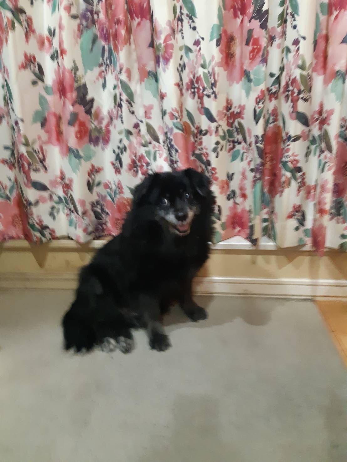 石井さんが飼っているクック（犬）