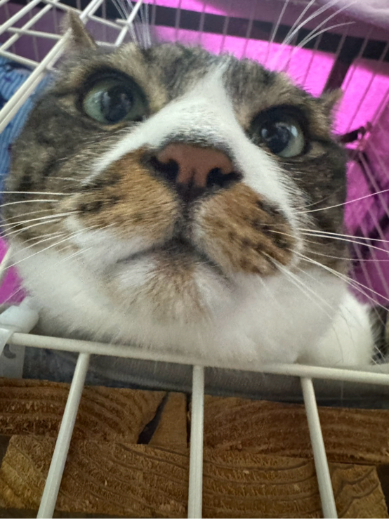 小田崎さんが飼っているミッキー（猫）