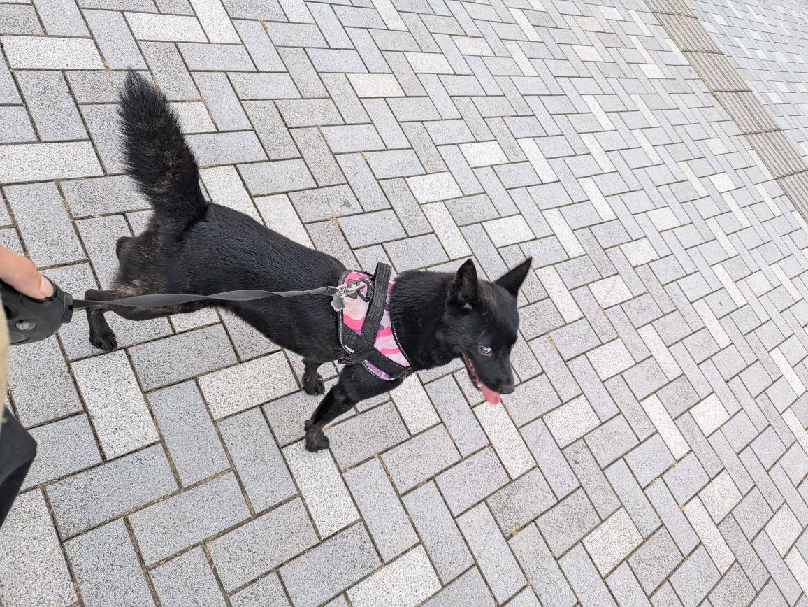 吉川さんが飼っている美郷（犬）