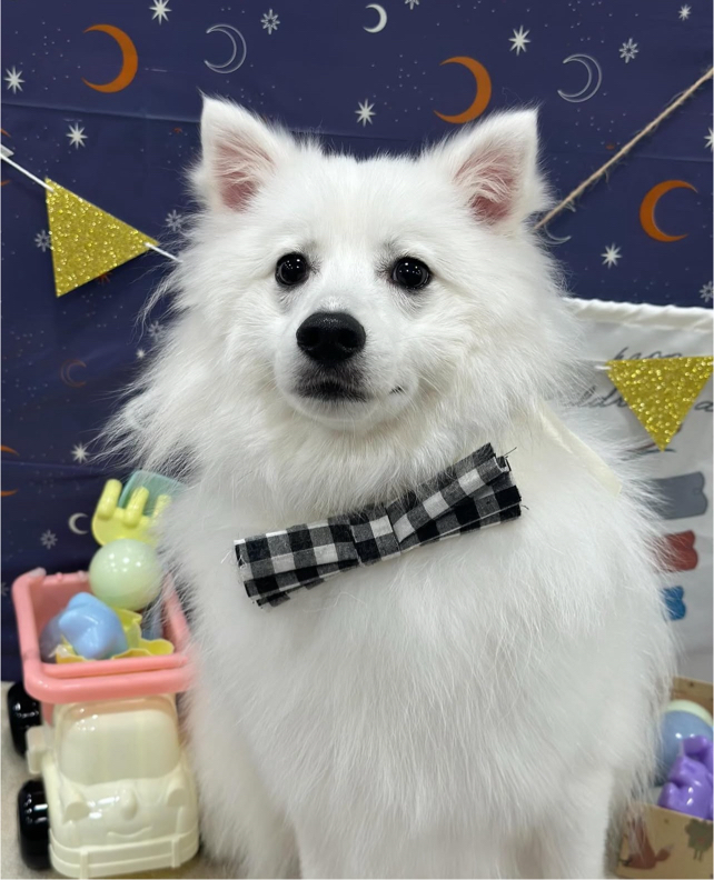 池田さんが飼っているもなか（犬）