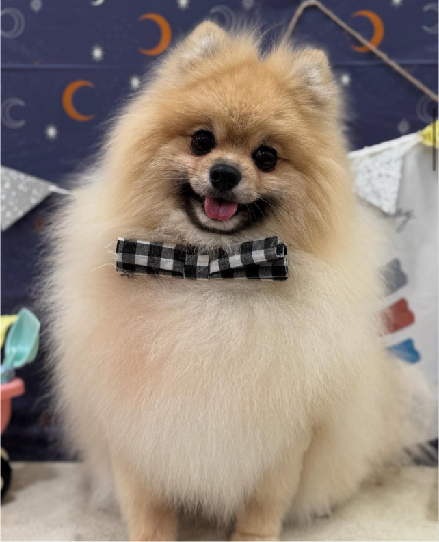 池田さんが飼っているはちゃまる（犬）