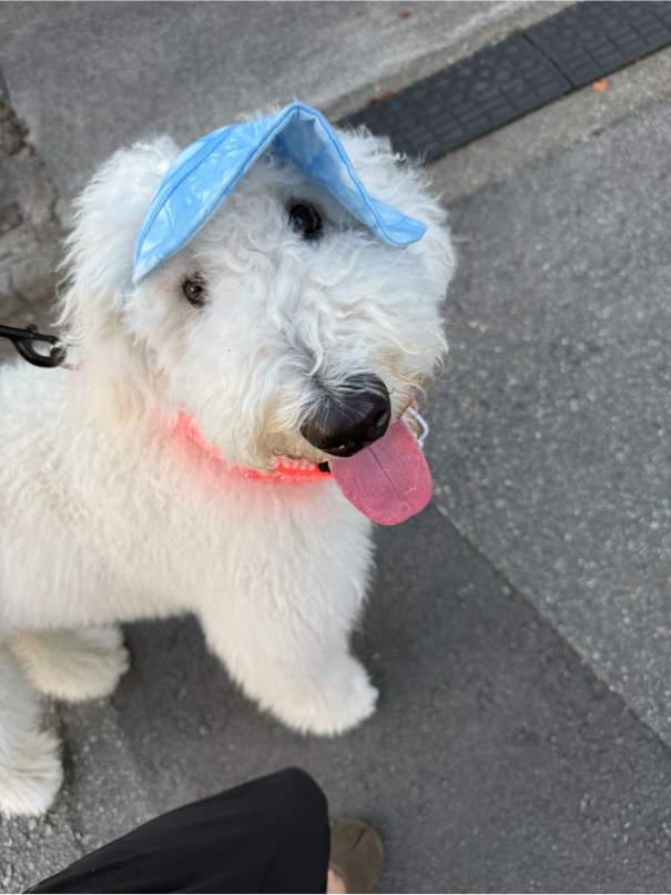 赤松さんが飼っているnukhu ヌフ（犬）