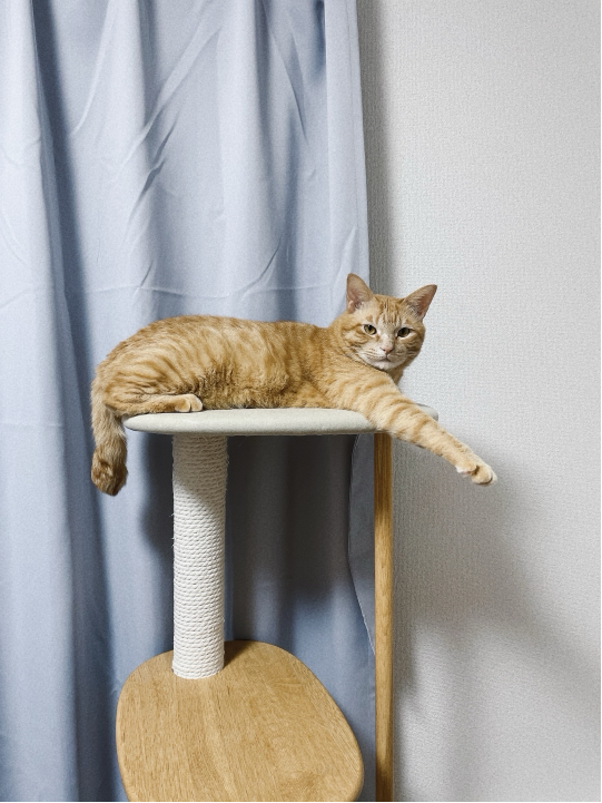 石井さんが飼っているひまわり（猫）