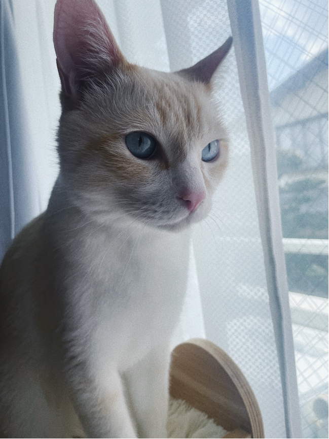 石井さんが飼っているぼたん（猫）