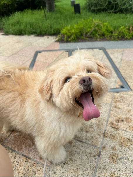 秋山さんが飼っているエテ（犬）