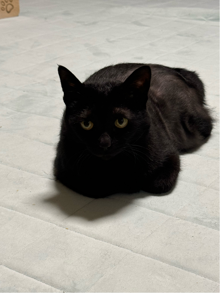 関根さんが飼っているたまこ（猫）