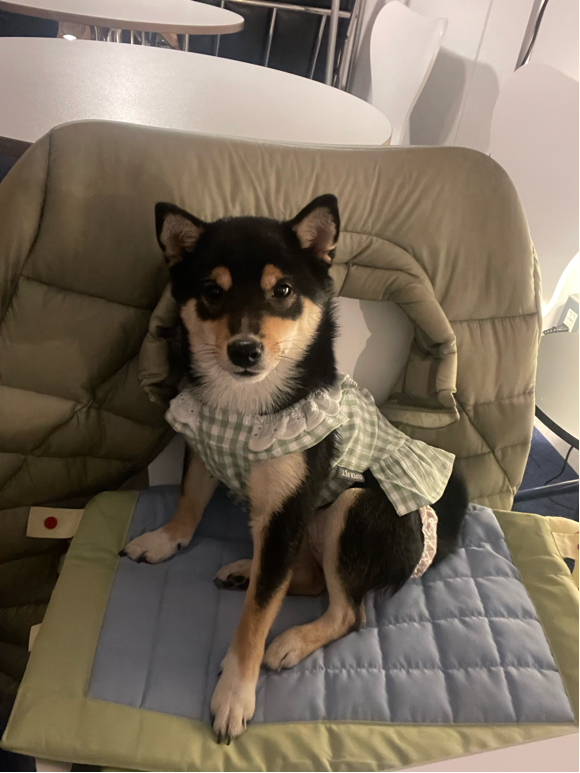 橋本さんが飼っているホドゥ（犬）