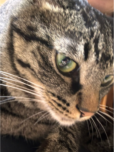 和田さんが飼っているそら（猫）