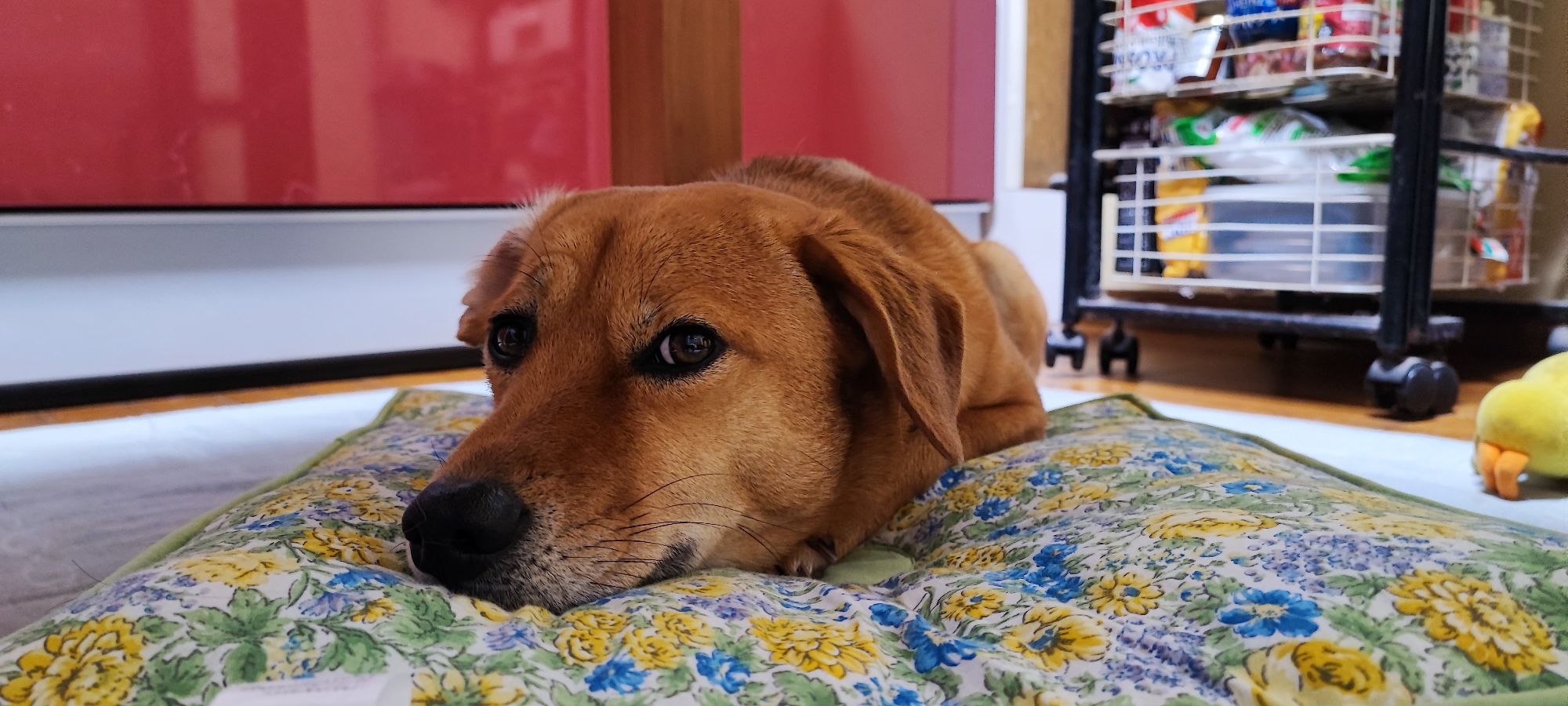 瀧澤さんが飼っているガブリエル（犬）