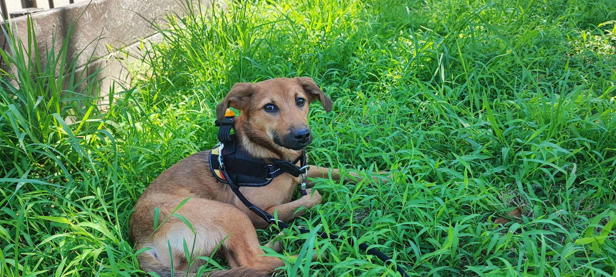瀧澤さんが飼っているベロニカ（犬）