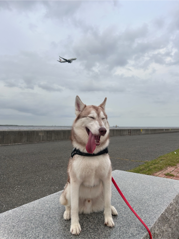 橋本さんが飼っている陽(はる)（犬）