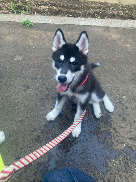 橋本さんが飼っている陽葵(ひまり)（犬）