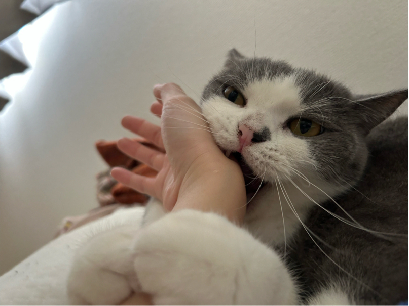 遠藤さんが飼っているれい（猫）