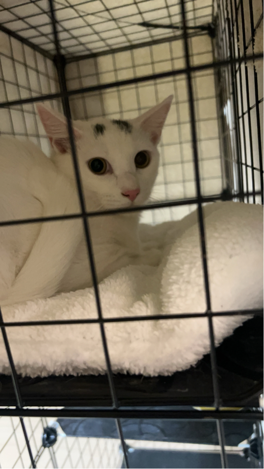 遠藤さんが飼っているトト（猫）