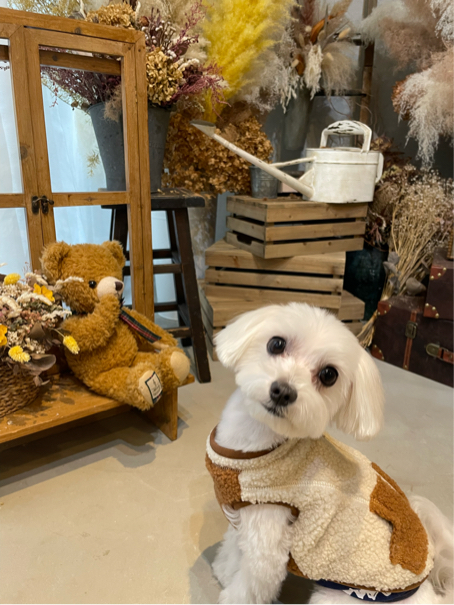 吉田さんが飼っているマル（犬）