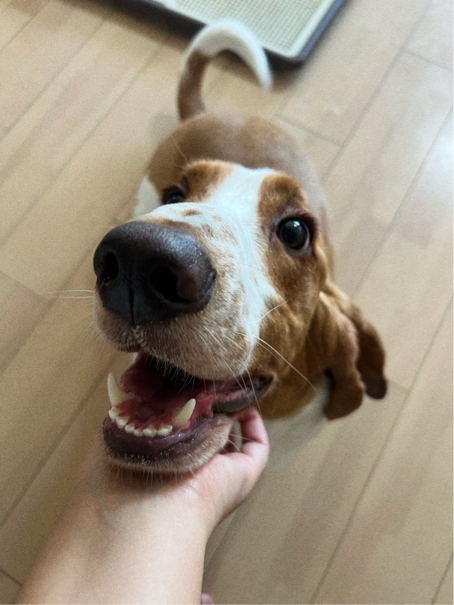 カーンさんが飼っているまんじゅう（犬）