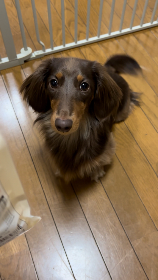 浅香さんが飼っているこはく（犬）