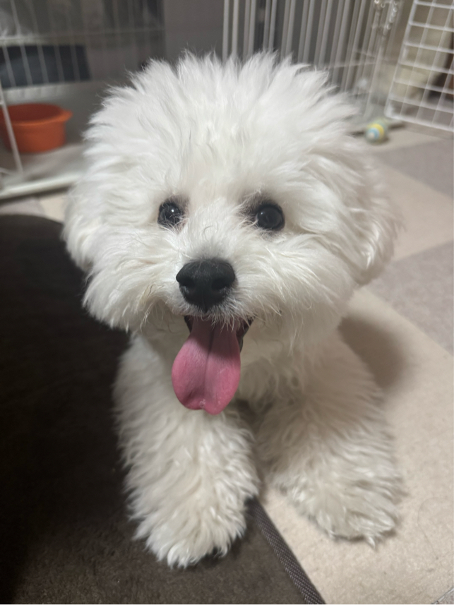 日隈さんが飼っているめる（犬）
