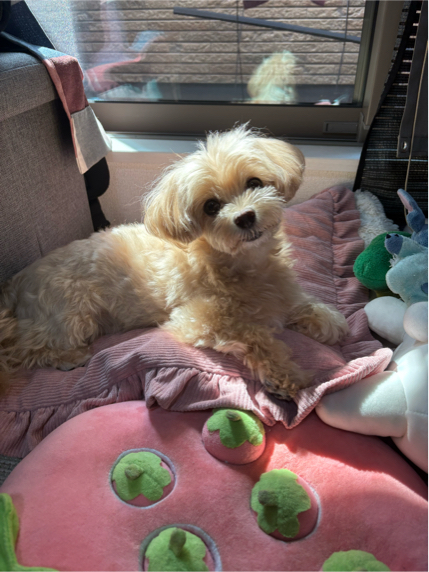 木村さんが飼っているてち（犬）