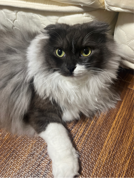 岩瀬さんが飼っているすだち（猫）