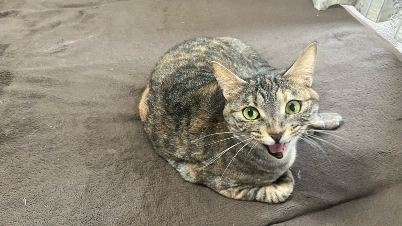岩瀬さんが飼っているれもん（猫）