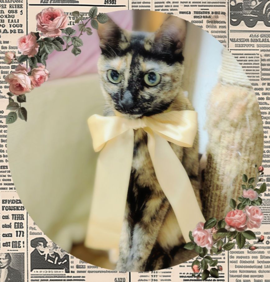 樋口さんが飼っているいろは（猫）