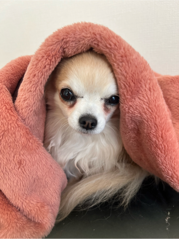 藤本さんが飼っているフーちゃん（犬）
