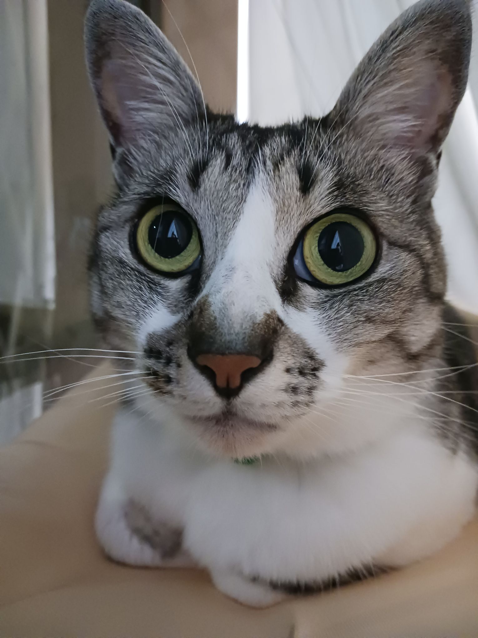 當山さんが飼っているレレ（猫）