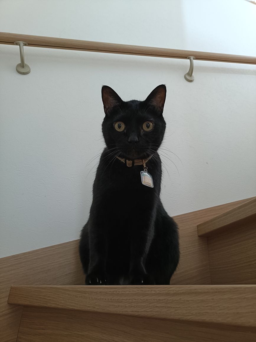 井草さんが飼っているひじき（猫）