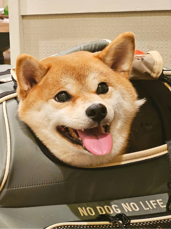 千島さんが飼っているみやび（犬）