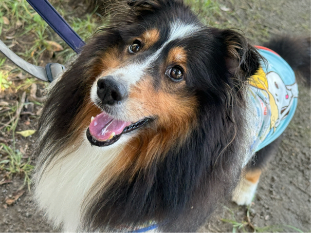 西岡さんが飼っているSHELL（犬）