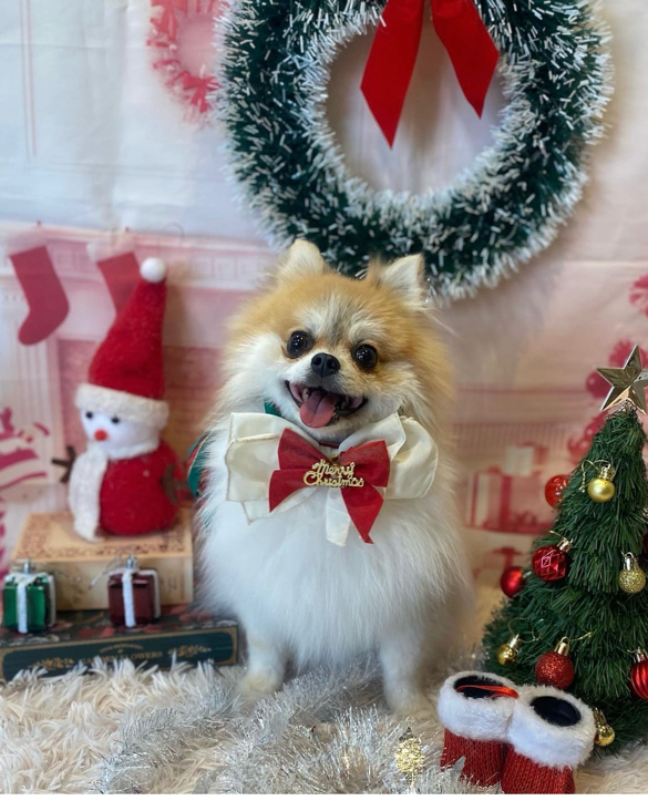 佐野さんが飼っているマロ（犬）