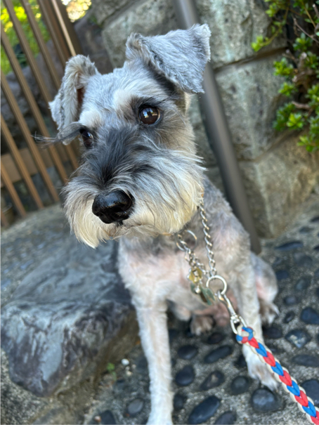 宮本さんが飼っているアンジー（犬）