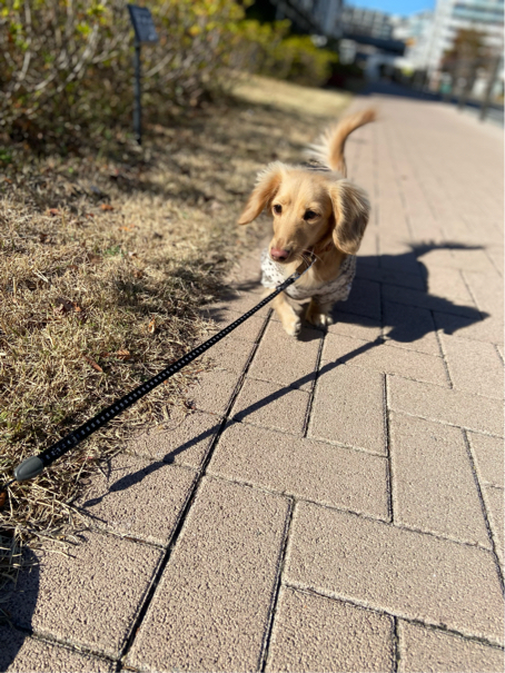 池田さんが飼っているつな（犬）