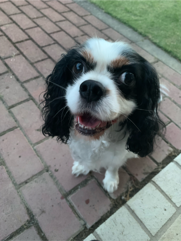 荒木さんが飼っているライくん（犬）