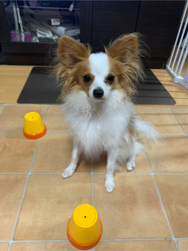 荒木さんが飼っているむぎ（犬）