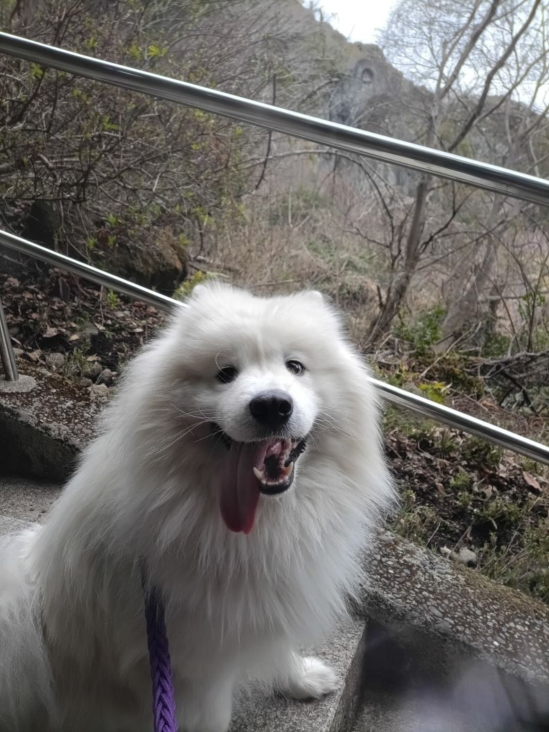 ペラさんが飼っているSHOUGA（犬）