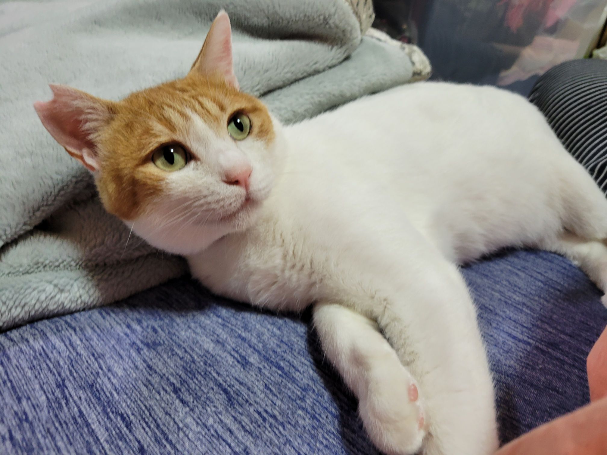 佐藤さんが飼っているシロタ（猫）