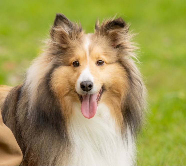 逢坂さんが飼っているコット（犬）