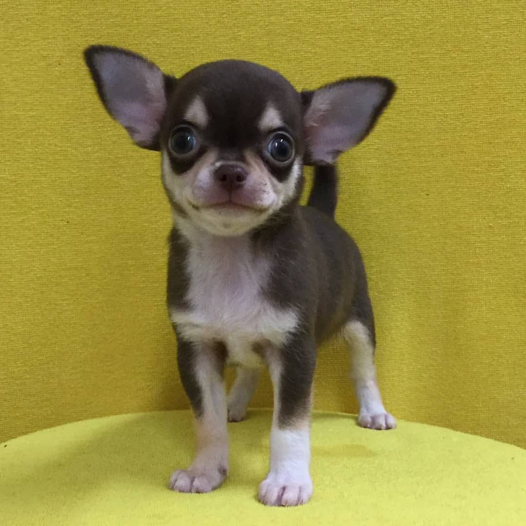 加賀谷さんが飼っているバンビ（犬）