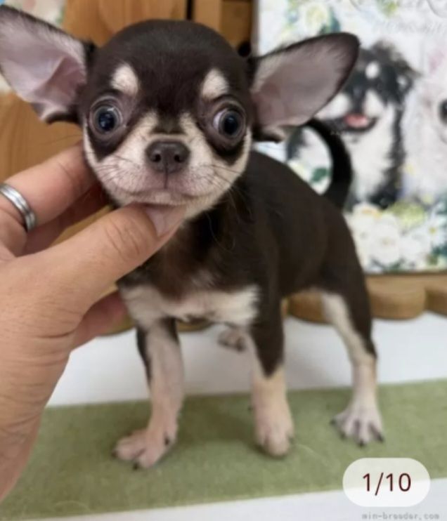 加賀谷さんが飼っているオパール（犬）