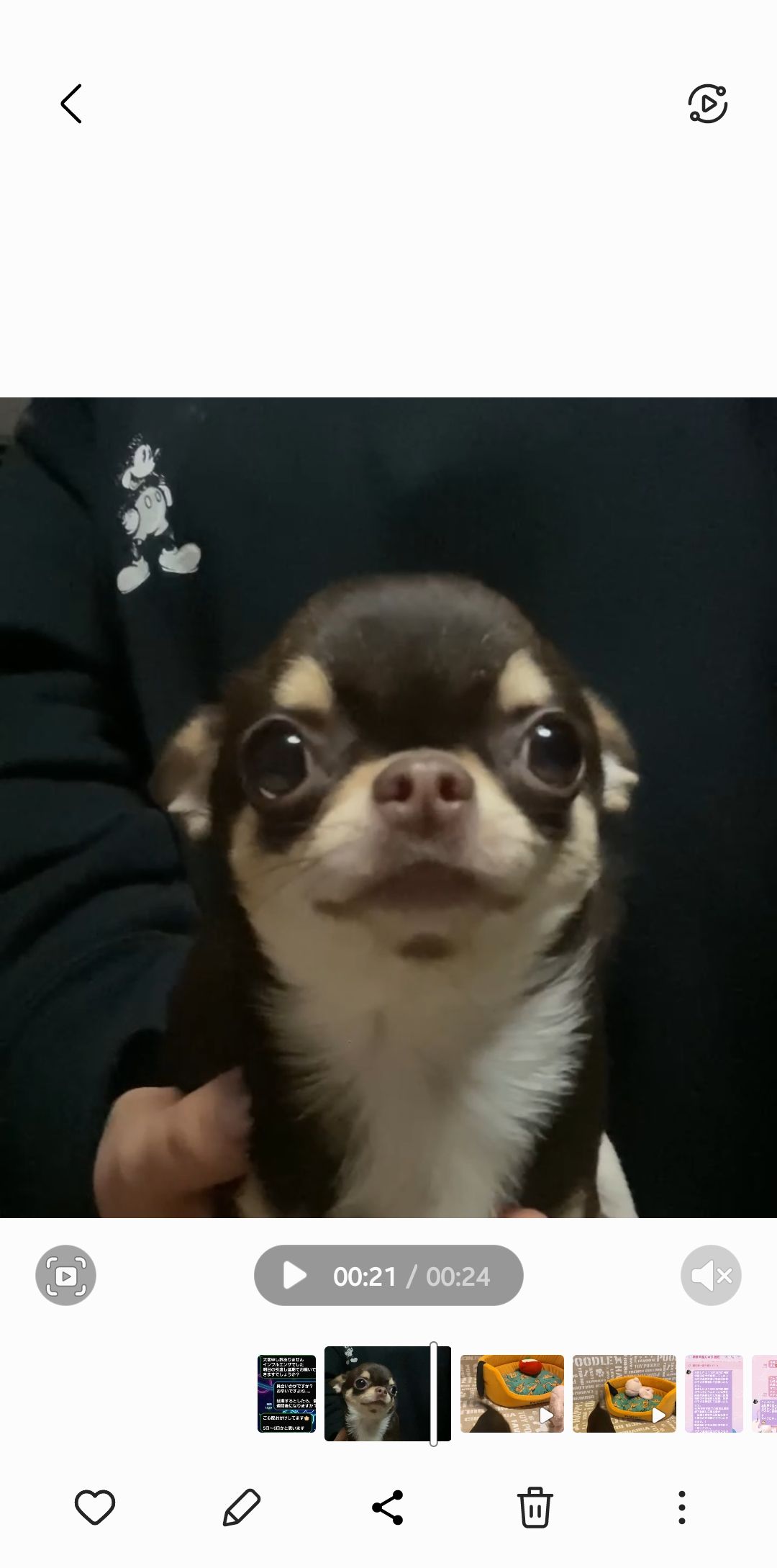 加賀谷さんが飼っているルビーち（犬）