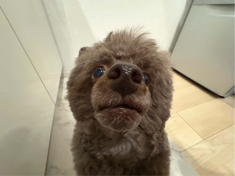 矢中さんが飼っているまつり（犬）