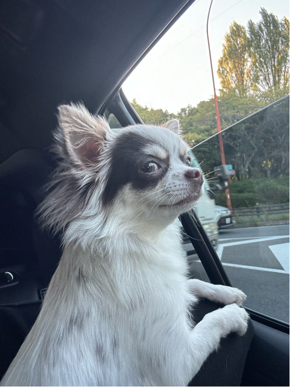 中山さんが飼っているにこ（犬）