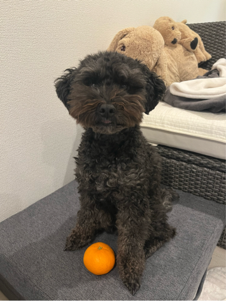 佐藤さんが飼っているマルタン（犬）