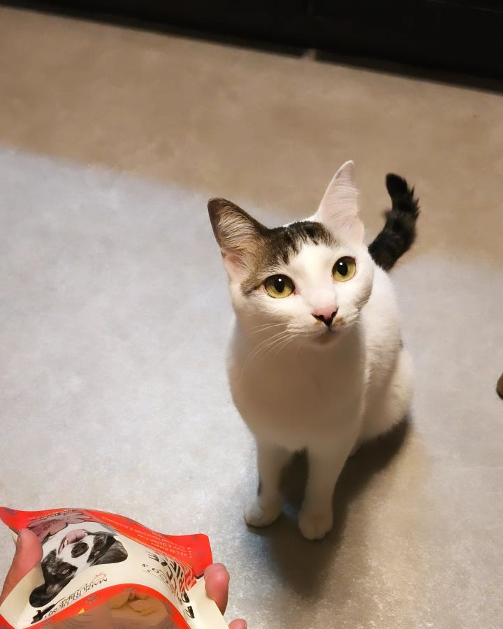 青島さんが飼っているてんてん（猫）