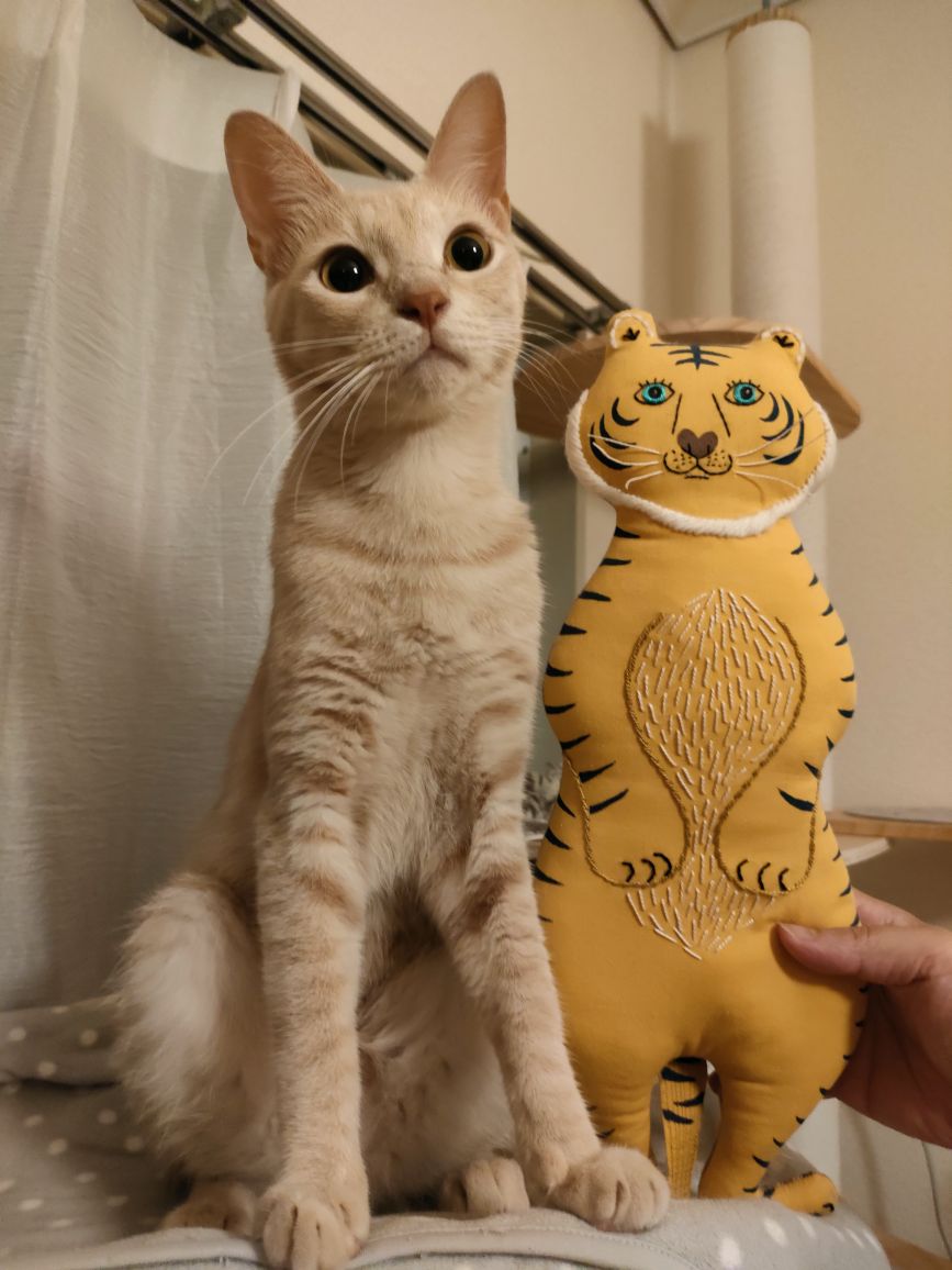 青島さんが飼っているとらきち（猫）
